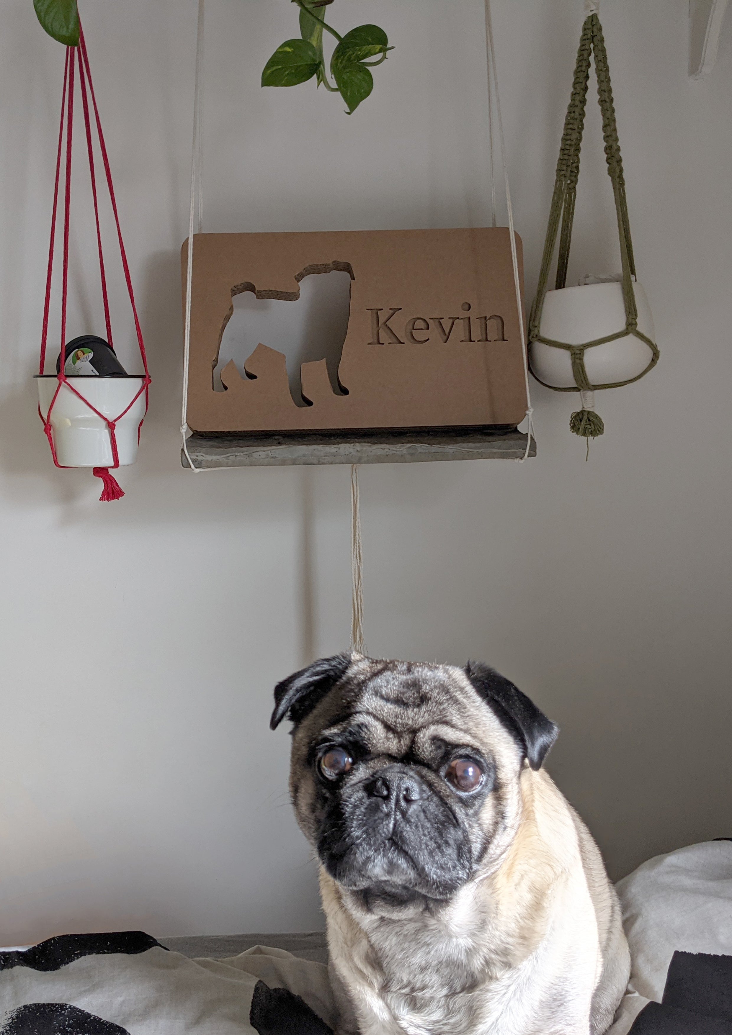 Pet Art